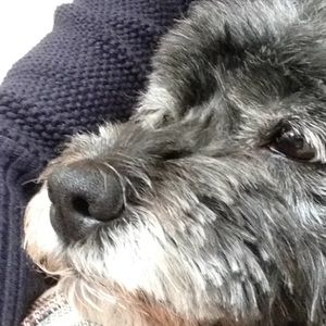 Meet your Posher, Shelly